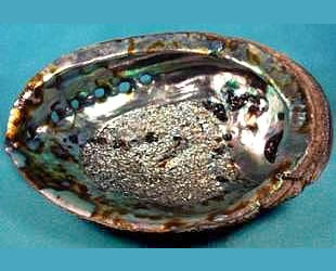 Abalone Shell (7" - 9")